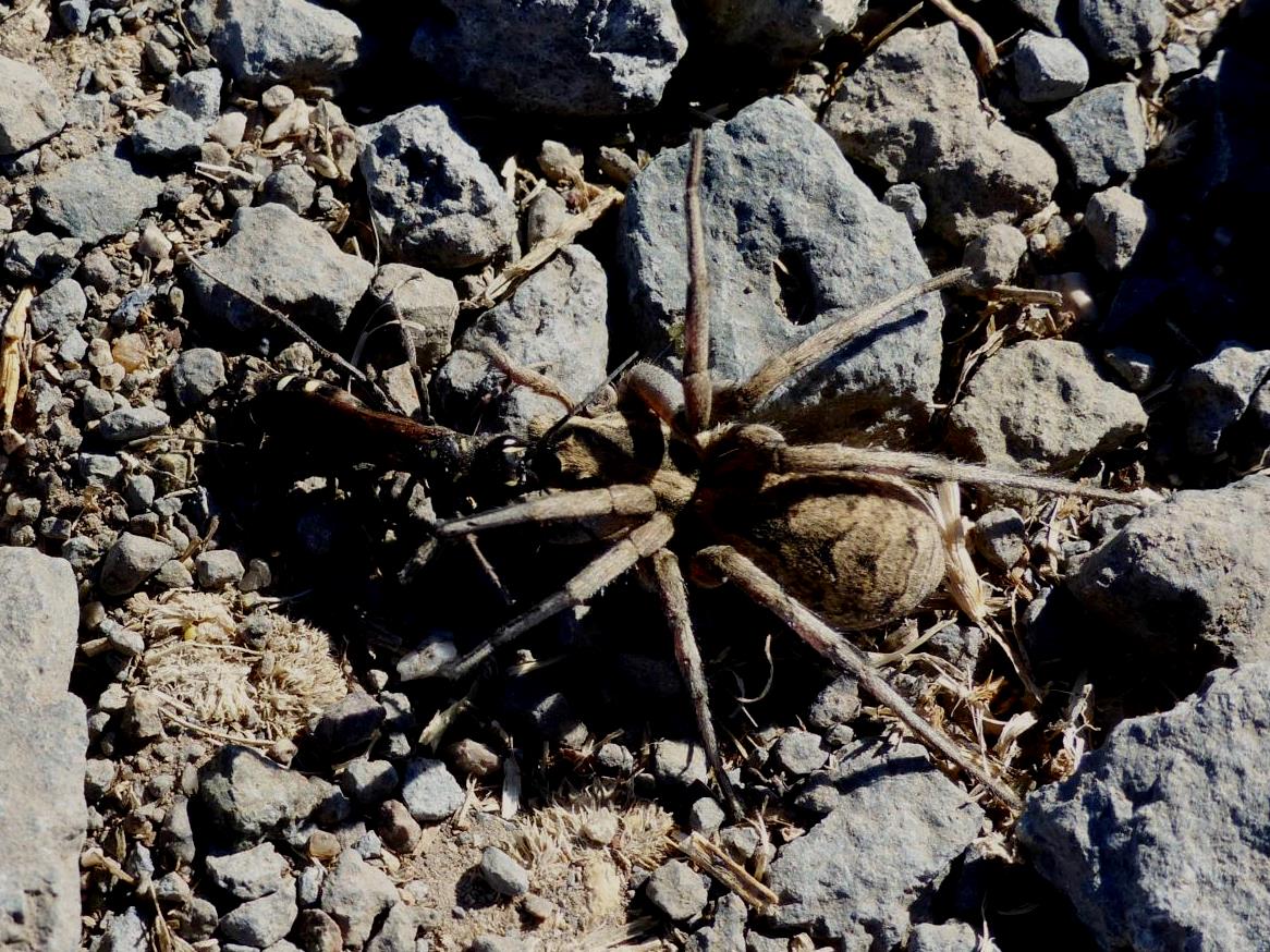 Pompilidae in azione